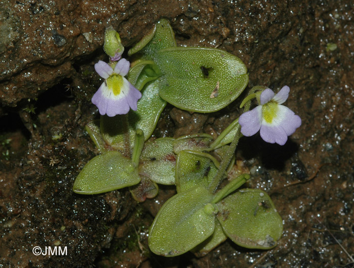 Pinguicula crystallina subsp. hirtiflora