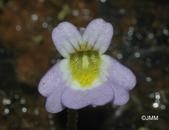 Pinguicula crystallina subsp. hirtiflora