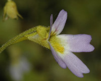 Pinguicula crystallina subsp. hirtiflora