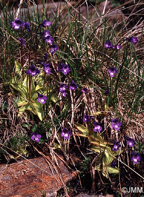 Pinguicula leptoceras