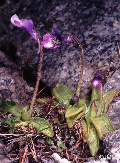 Pinguicula leptoceras