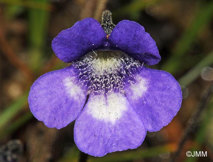 Pinguicula leptoceras