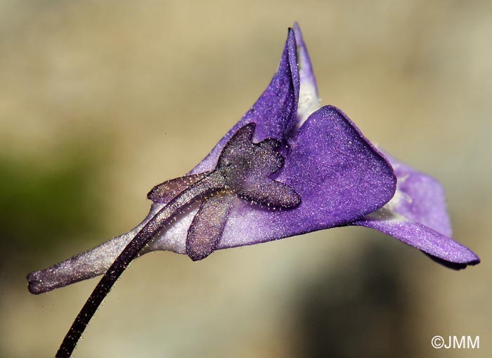 Pinguicula leptoceras