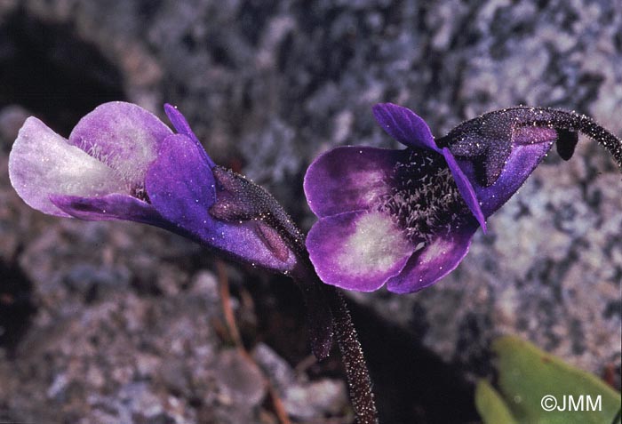 Pinguicula leptoceras