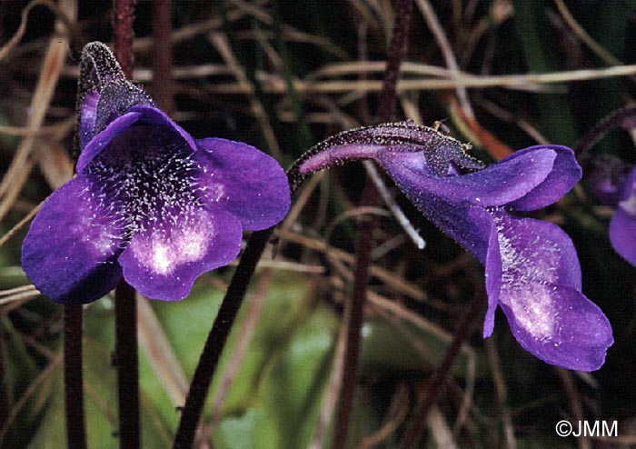 Pinguicula leptoceras