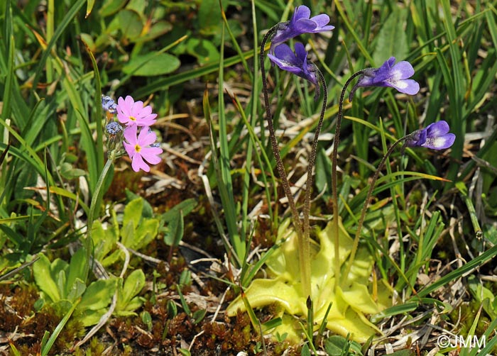 Pinguicula leptoceras & Primula farinosa