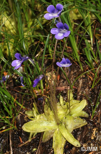 Pinguicula leptoceras