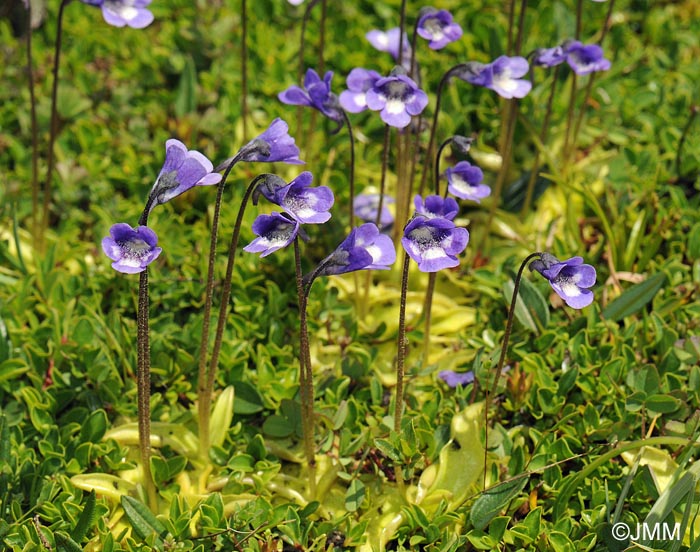 Pinguicula leptoceras