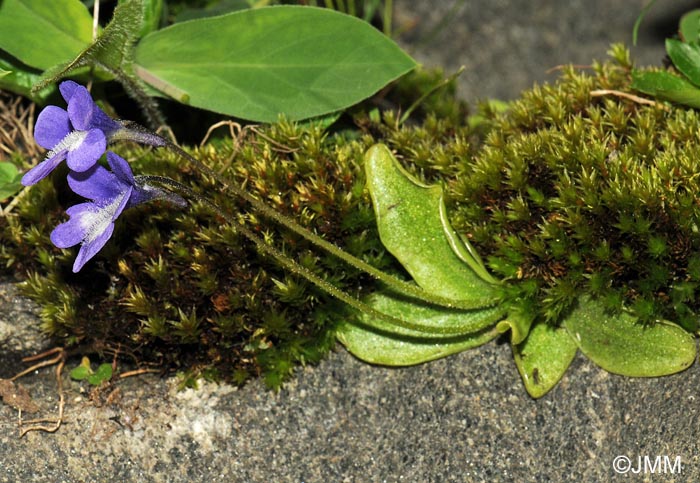 Pinguicula leptoceras