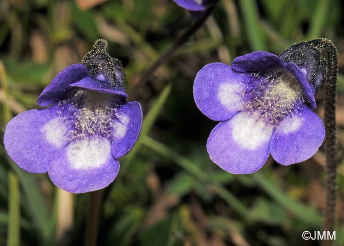 Pinguicula leptoceras