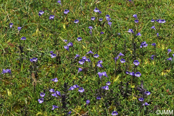 Pinguicula leptoceras