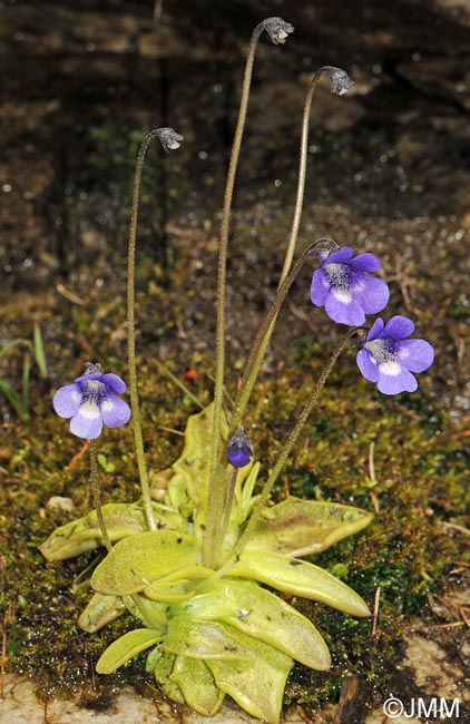 Pinguicula leptoceras