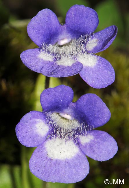 Pinguicula leptoceras