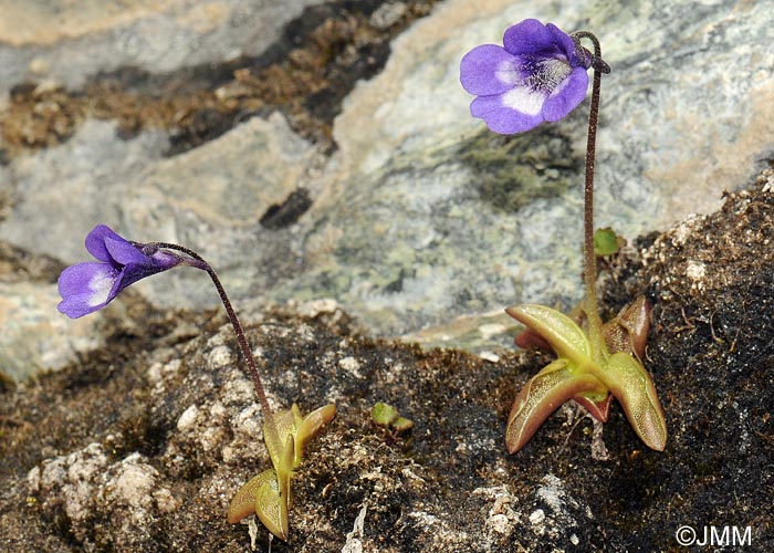 Pinguicula leptoceras