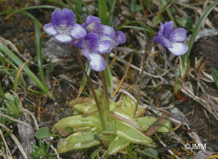 Pinguicula leptoceras f. bicolor = Pinguicula arvetii