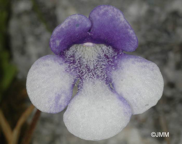 Pinguicula leptoceras f. bicolor = Pinguicula arvetii