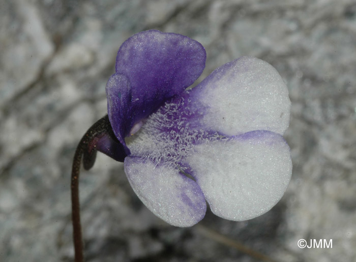 Pinguicula leptoceras f. bicolor = Pinguicula arvetii