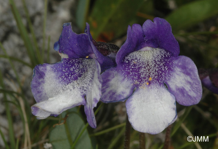 Pinguicula leptoceras f. bicolor = Pinguicula arvetii