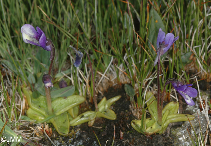 Pinguicula leptoceras f. bicolor = Pinguicula arvetii