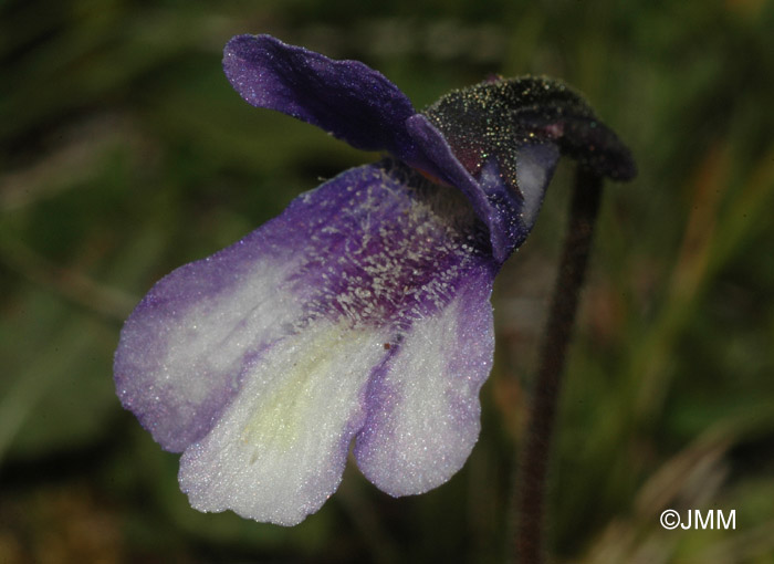 Pinguicula leptoceras f. bicolor = Pinguicula arvetii