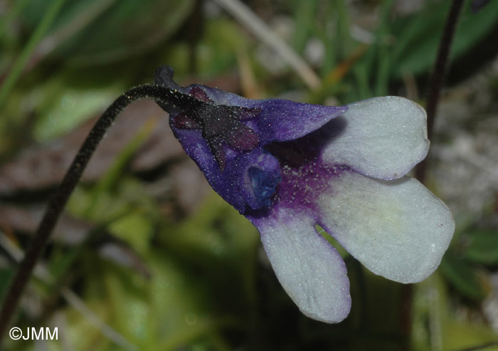 Pinguicula leptoceras f. bicolor = Pinguicula arvetii