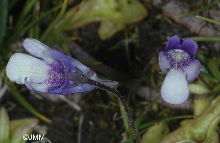 Pinguicula leptoceras f. bicolor = Pinguicula arvetii