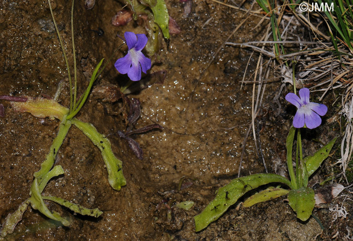 Pinguicula longifolia subsp. longifolia