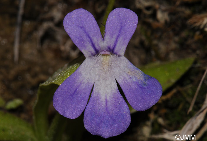 Pinguicula longifolia subsp. longifolia