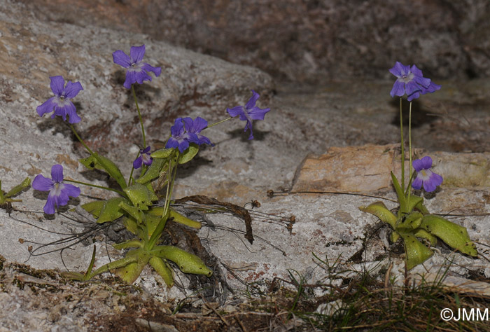 Pinguicula longifolia subsp. longifolia