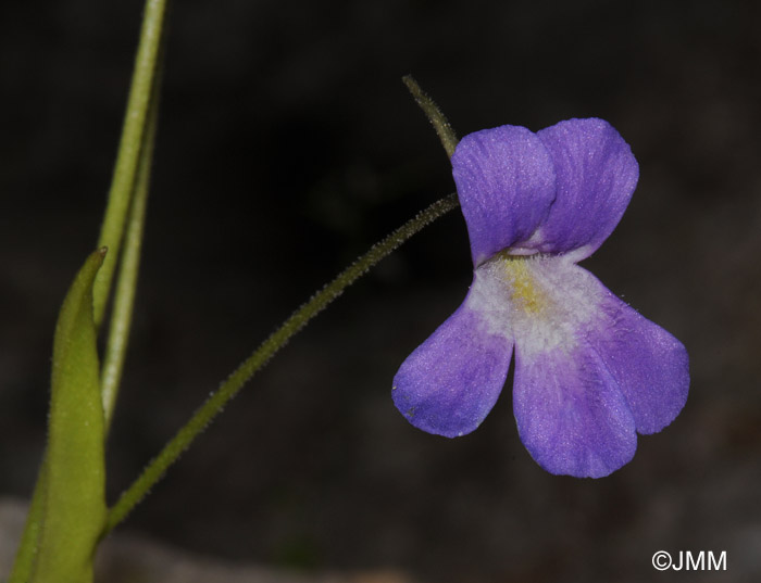 Pinguicula longifolia subsp. longifolia