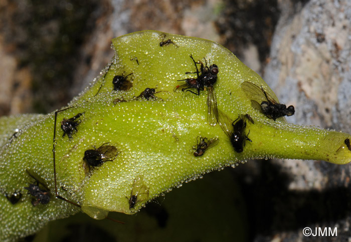 Pinguicula longifolia subsp. longifolia