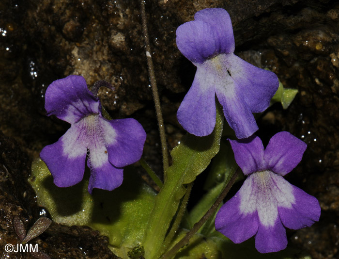 Pinguicula longifolia subsp. longifolia