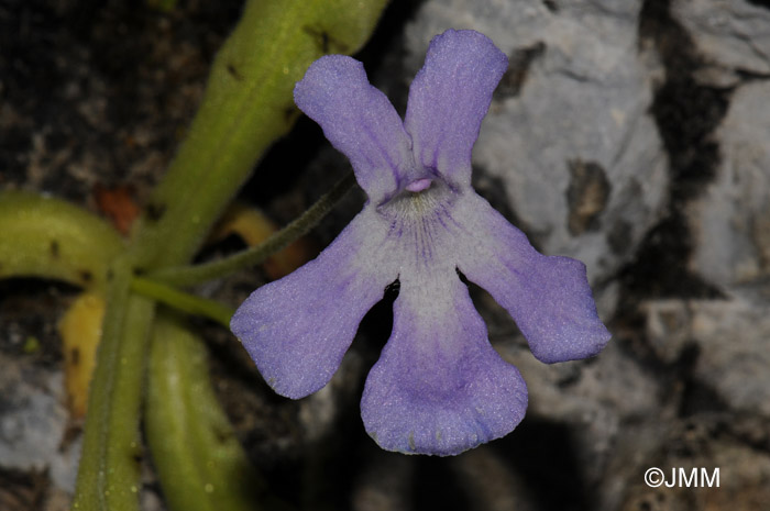 Pinguicula longifolia subsp. longifolia