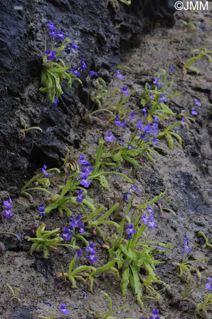 Pinguicula longifolia subsp. longifolia