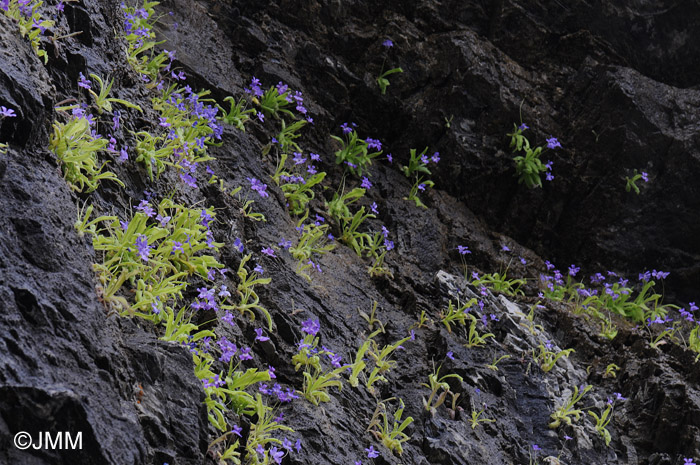 Pinguicula longifolia subsp. longifolia