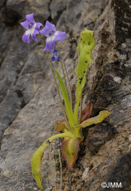 Pinguicula longifolia subsp. longifolia