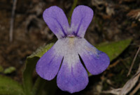 Pinguicula longifolia subsp. longifolia