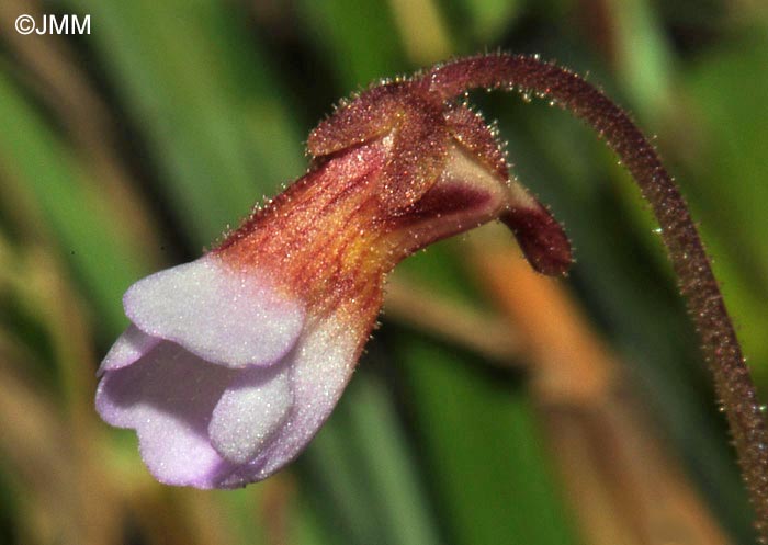 Pinguicula lusitanica