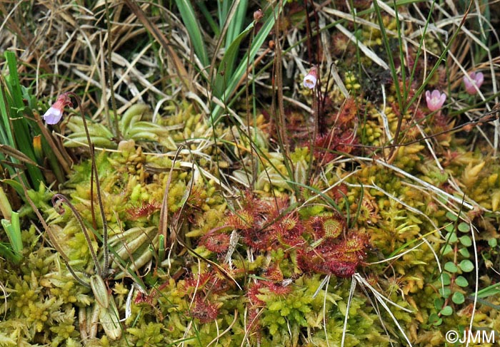 Lysimachia tenella & Drosera rotundifolia & Pinguicula lusitanica