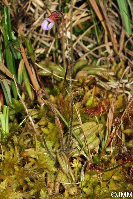 Pinguicula lusitanica