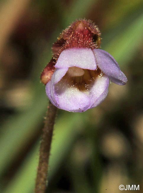 Pinguicula lusitanica