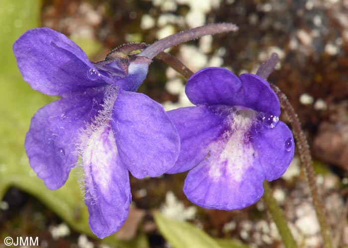 Pinguicula mariae