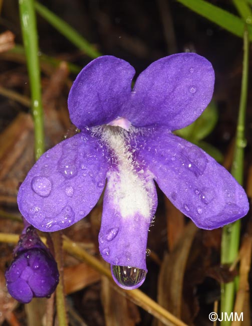 Pinguicula mariae
