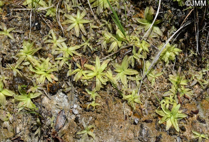 Pinguicula mariae