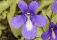 Pinguicula mariae