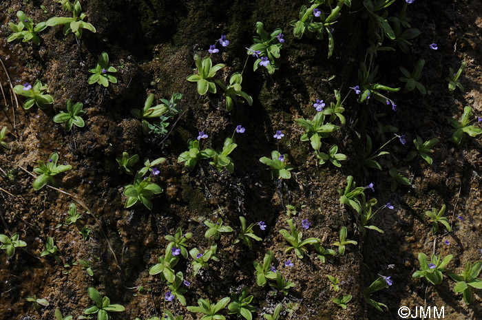 Pinguicula mundi