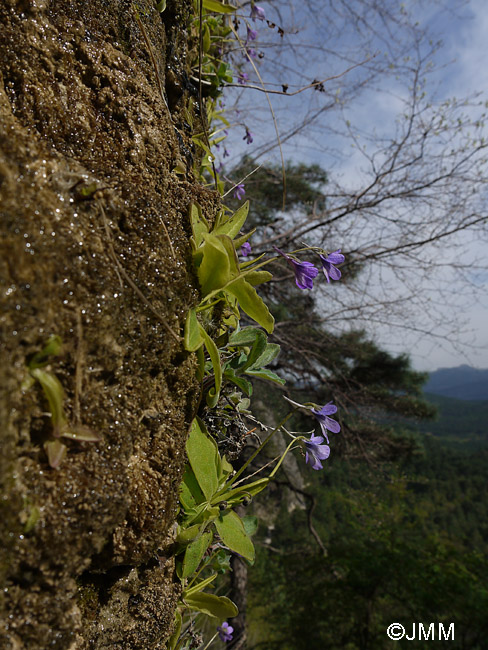 Pinguicula mundi