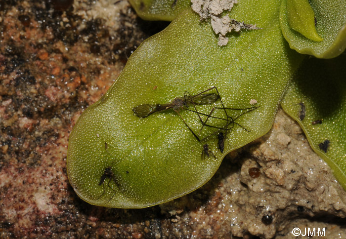 Pinguicula mundi