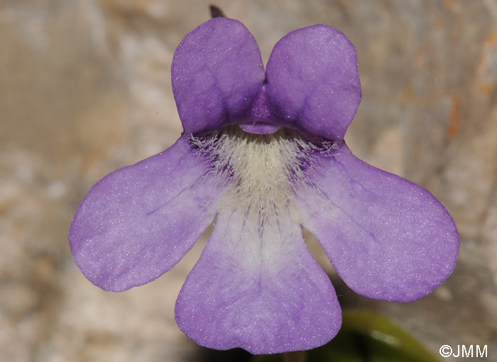 Pinguicula mundi