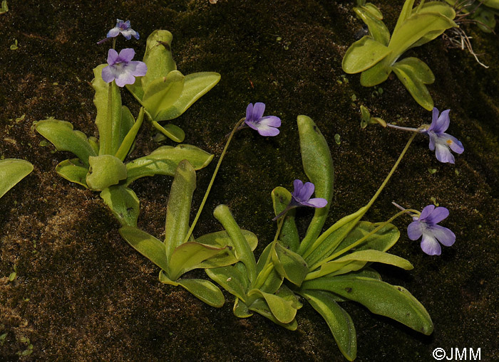 Pinguicula mundi